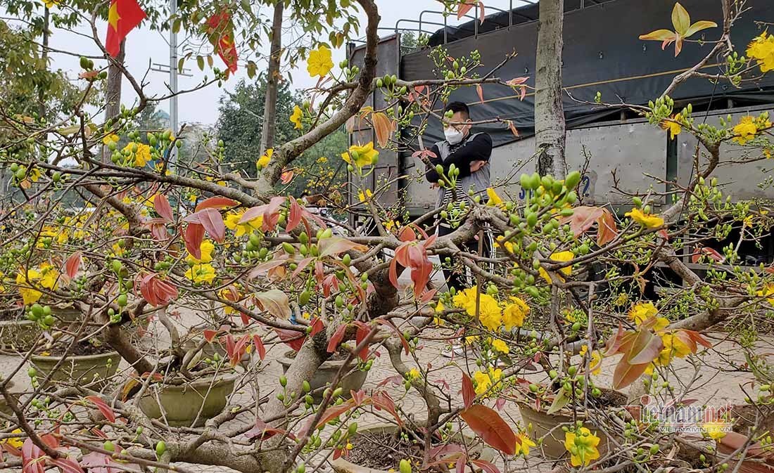 Lão nông ở Nghệ An ra giá cây mai bonsai xấp xỉ 100 triệu đồng