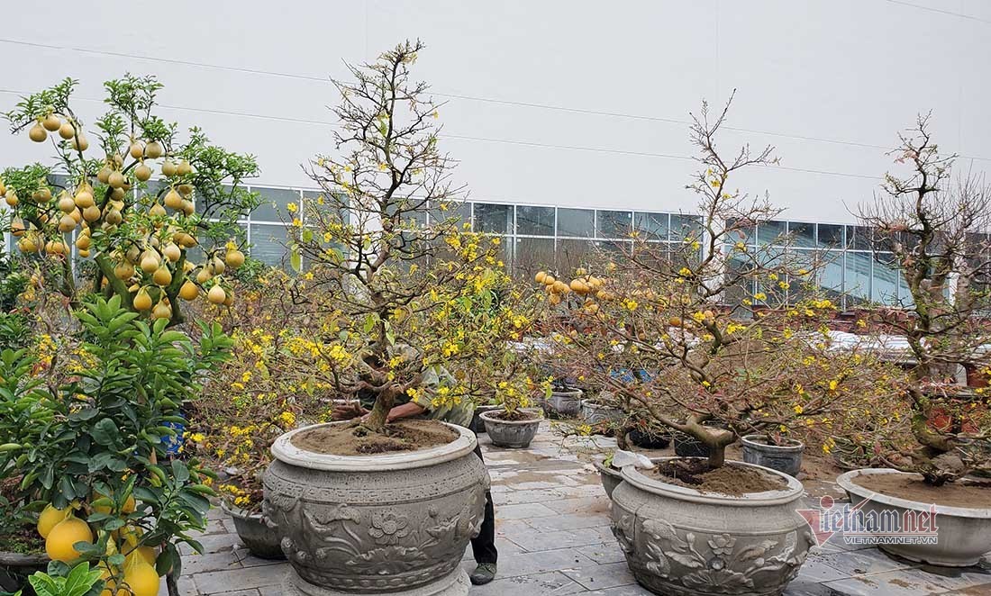 Lão nông ở Nghệ An ra giá cây mai bonsai xấp xỉ 100 triệu đồng