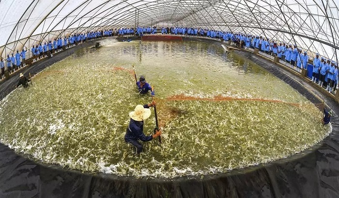Vietnamese shrimp top in world but still has weaknesses