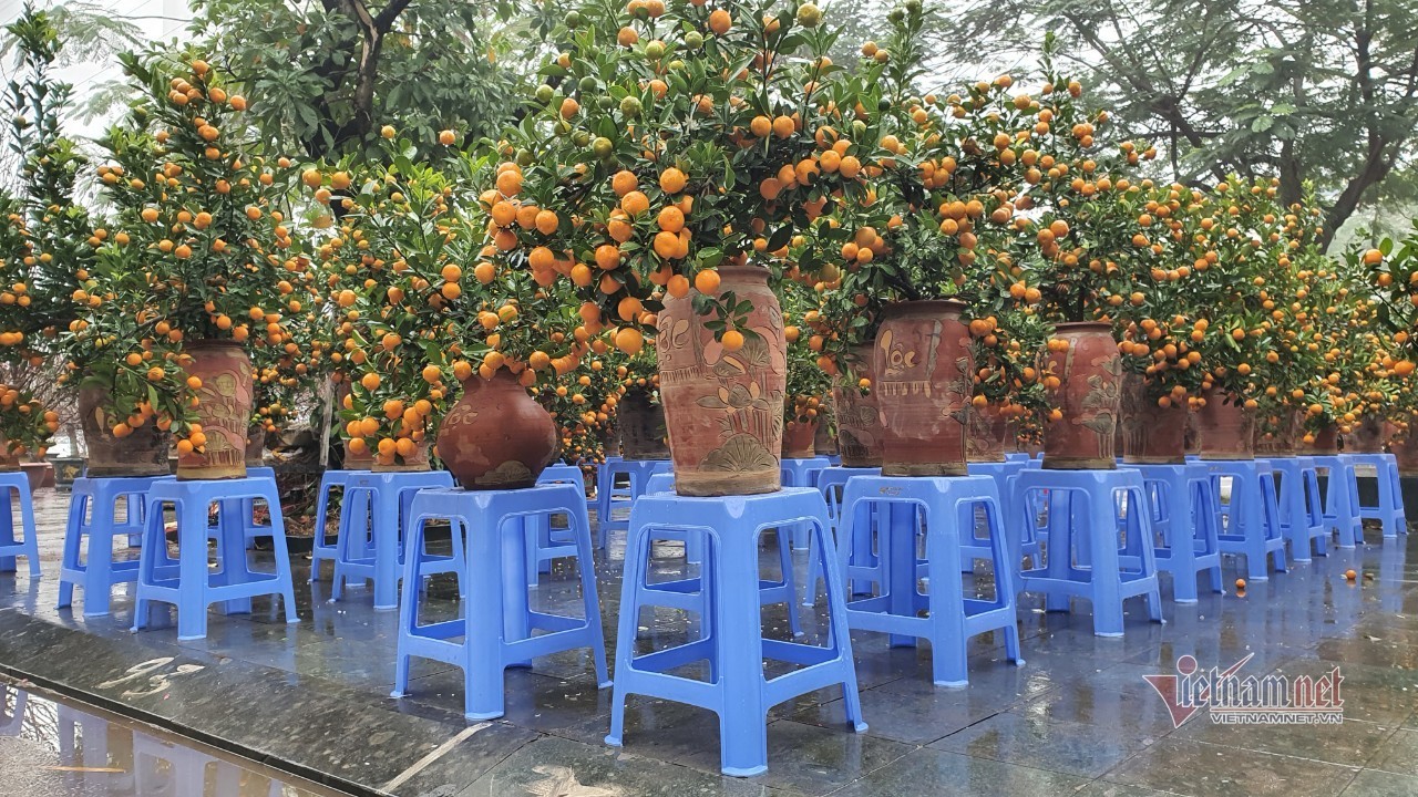 Cảnh hiếm có ở chợ hoa xuân lớn nhất Hà Nội ngày cận Tết