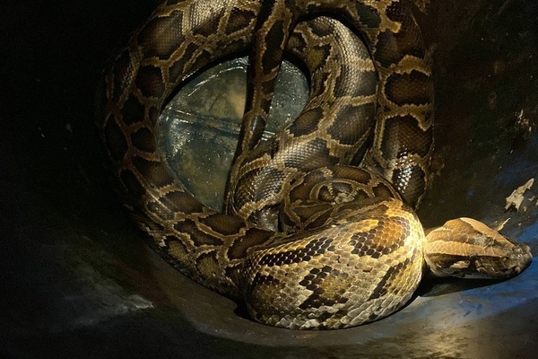 Trăn khủng 'đột nhập' nhà dân ở TP.HCM