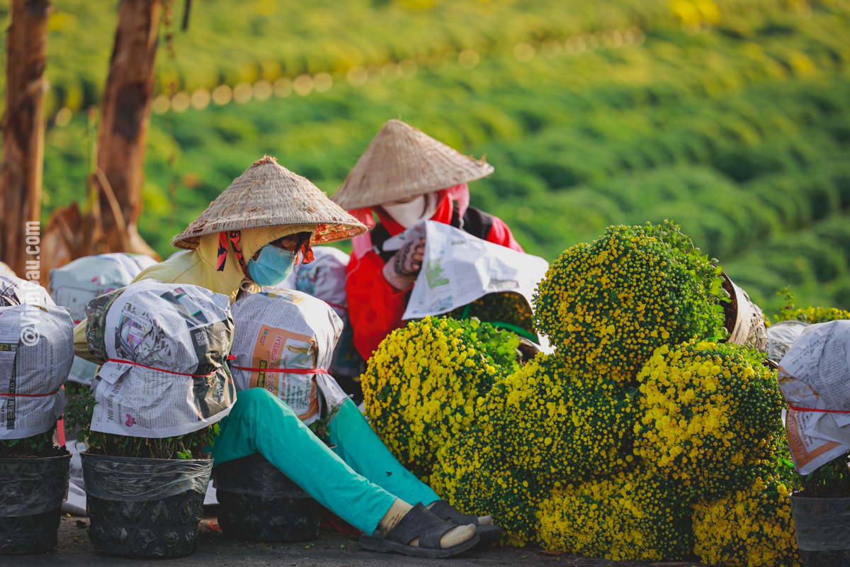 Làng hoa Sa Đéc rực rỡ ngày cận Tết, du khách rộn ràng tới check-in