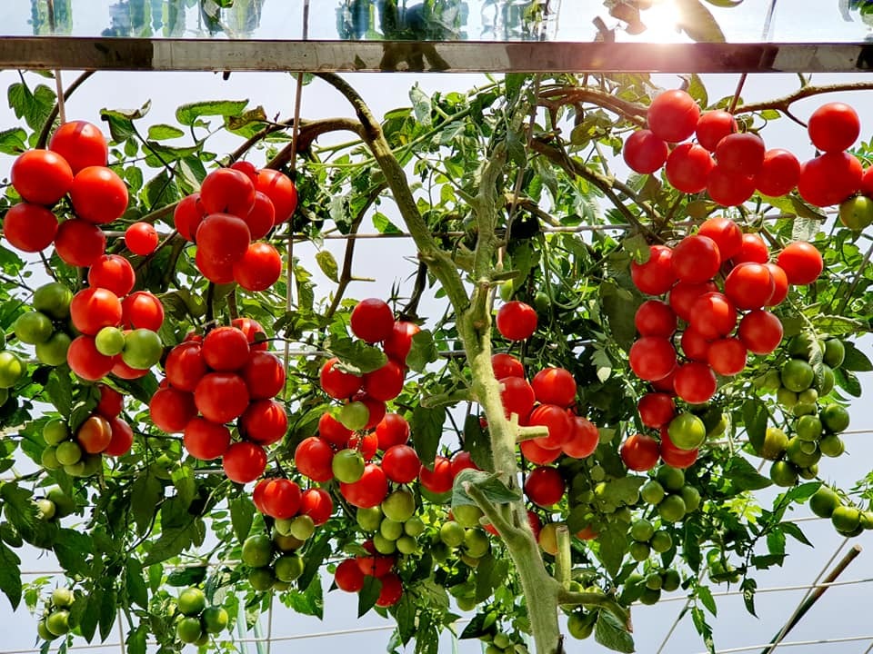 Vườn cà chua trên sân thượng của gia đình ở Lào Cai