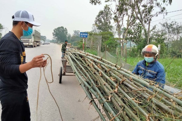 Trồng cây 'đuổi quỷ', xuân sang hạ bán thu tiền triệu ăn Tết