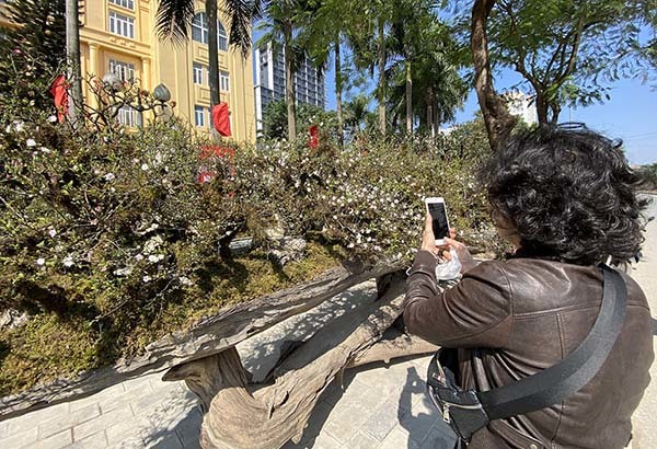 Bậc nhất chợ hoa Tết: Choáng với chậu mai trắng 'cửu long quy tụ'