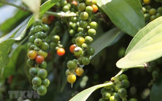 Vietnam striving to regain foothold for pepper industry