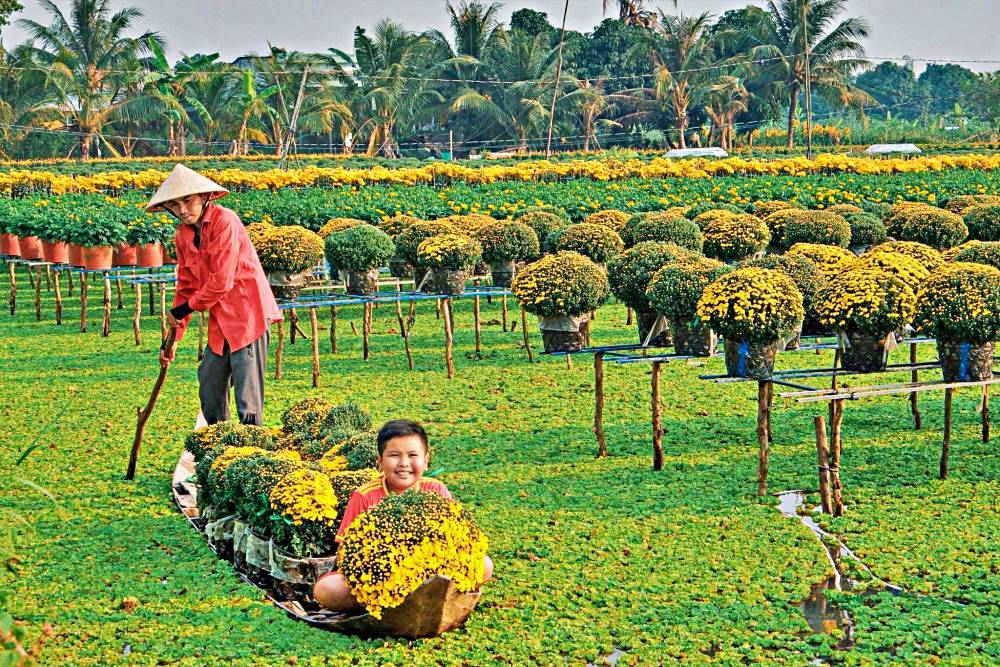 Làng hoa Sa Đéc rực rỡ ngày cận Tết, du khách rộn ràng tới check-in