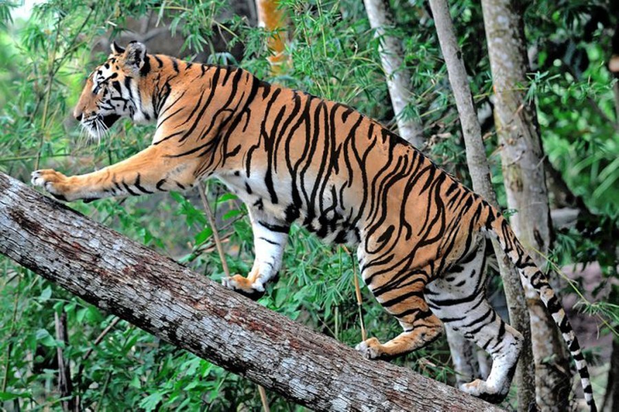 Những con hổ lớn nhất hành tinh và loài đã tuyệt chủng