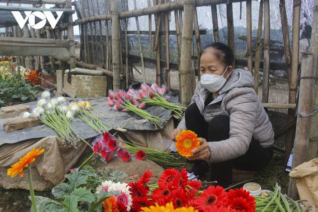 Hoa Tết được giá, 'nụ cười trở lại' với nông dân Tây Tựu