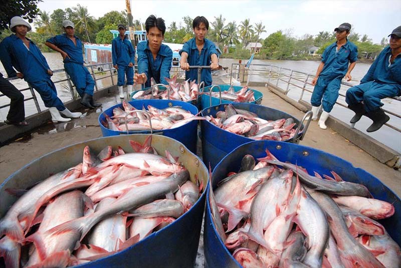 Tôm cá đi Trung Quốc gặp hạn, xuống thấp nhất trong 5 năm