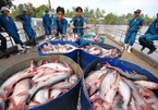Tôm cá đi Trung Quốc gặp hạn, xuống thấp nhất trong 5 năm