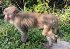 Rich primate species in Vietnam threatened: WWF report