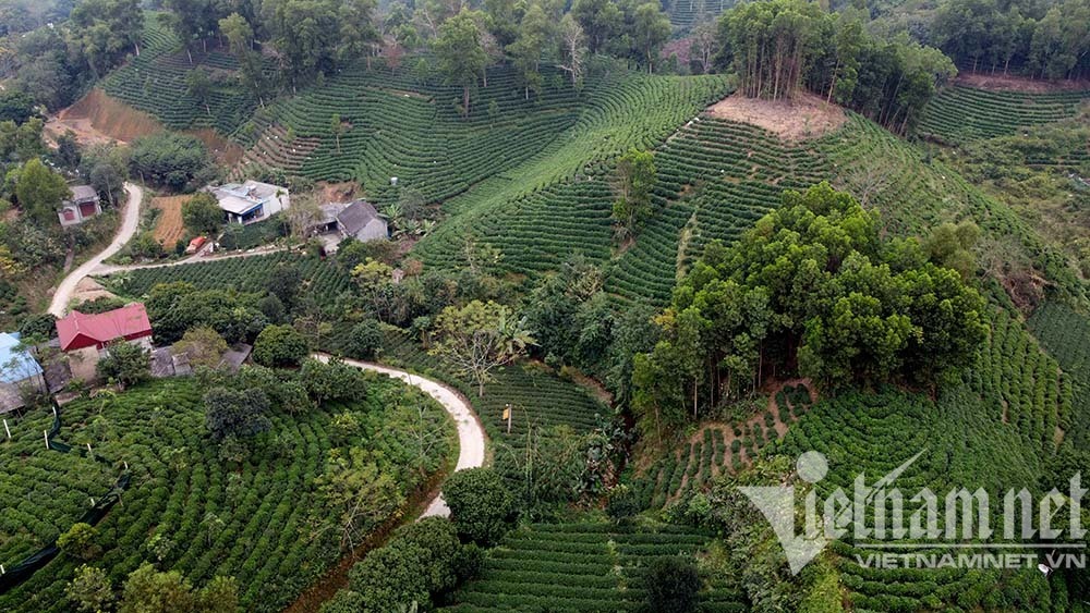 Cho chè 'ăn' trứng gà, huyện ở Thái Nguyên chia nhau bọc tiền 1.200 tỷ