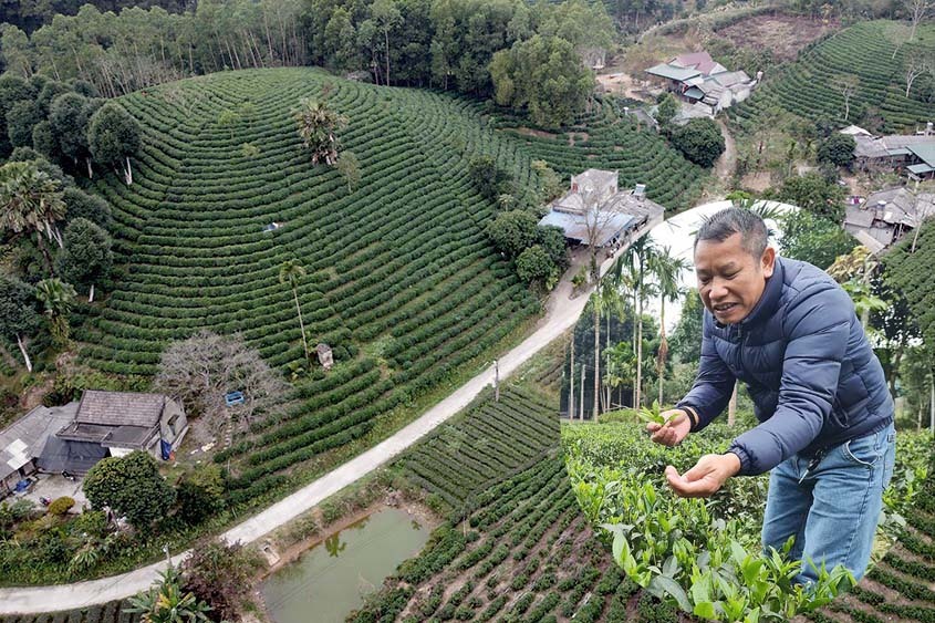 Making a fortune from tea leaves