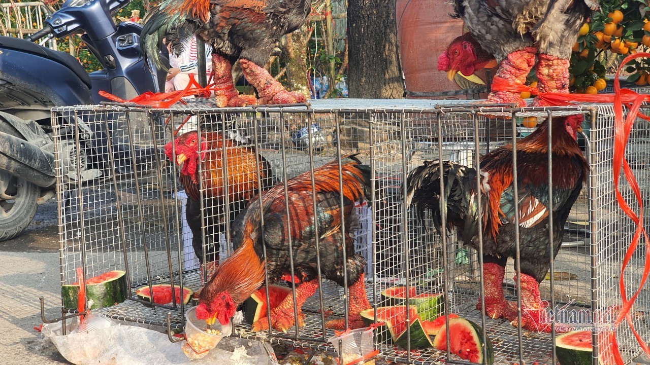 Độc nhất chợ hoa: Gà Đông Tảo ăn dưa hấu đợi khách, 2,2 triệu/con không bớt