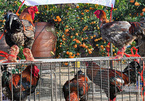 Độc nhất chợ hoa: Gà Đông Tảo ăn dưa hấu đợi khách, 2,2 triệu/con không bớt