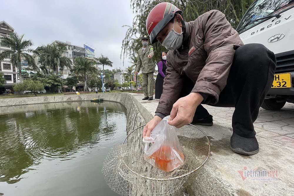 Thi nhau thả cá chép ở hồ nước mặn, cá bơi vài vòng rồi ngửa bụng chết