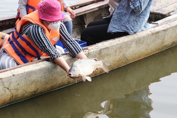 HCM City residents hire boats to release carp into Saigon River