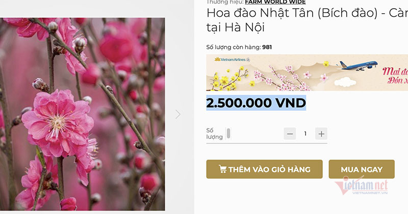 Đào Nhật Tân thắm sàn online, 2,8 triệu/cành vừa rao đã hết hàng