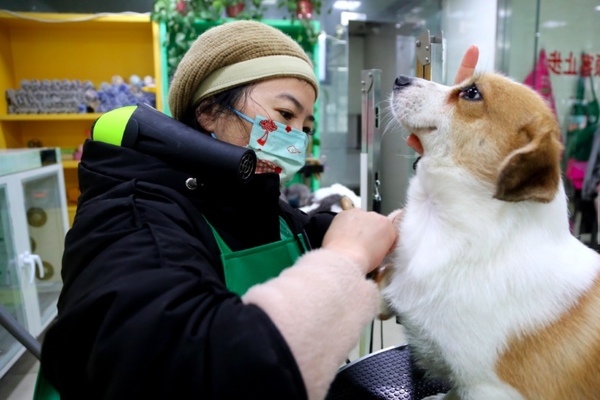 Rộn ràng nghề làm đẹp cho chó dịp Tết