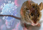 Khả năng Omicron tiến hóa từ chuột, Pháp có thêm nửa triệu ca nhiễm Covid-19
