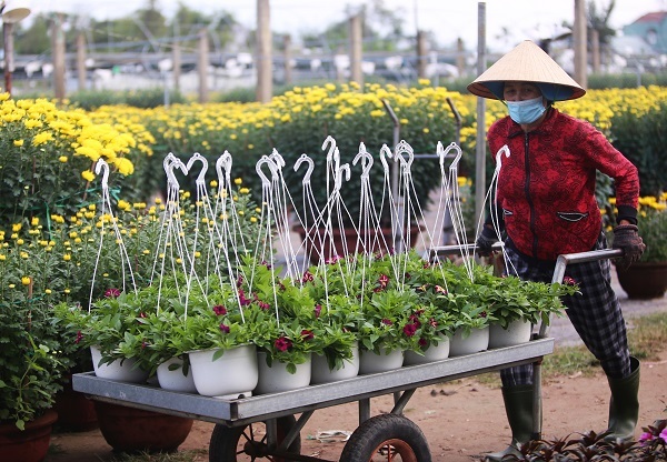 Thủ phủ hoa ở Đà Nẵng tất bật ngày cận Tết