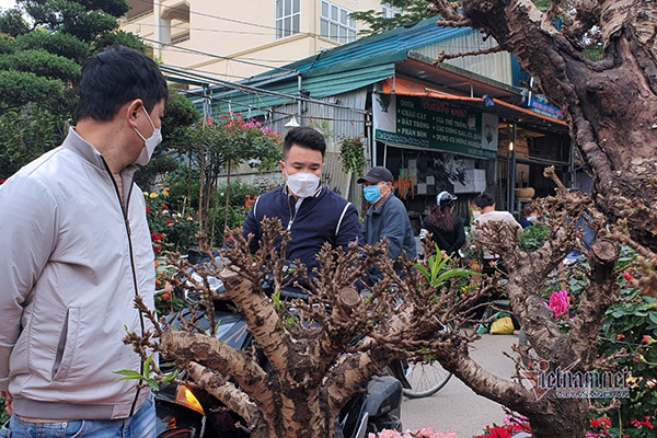 Một cây vàng không đủ mua cây đào đẹp nhất chợ hoa xuân Vạn Phúc