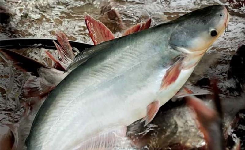 Difficult period forecast for Vietnams’ catfish industry in 2022