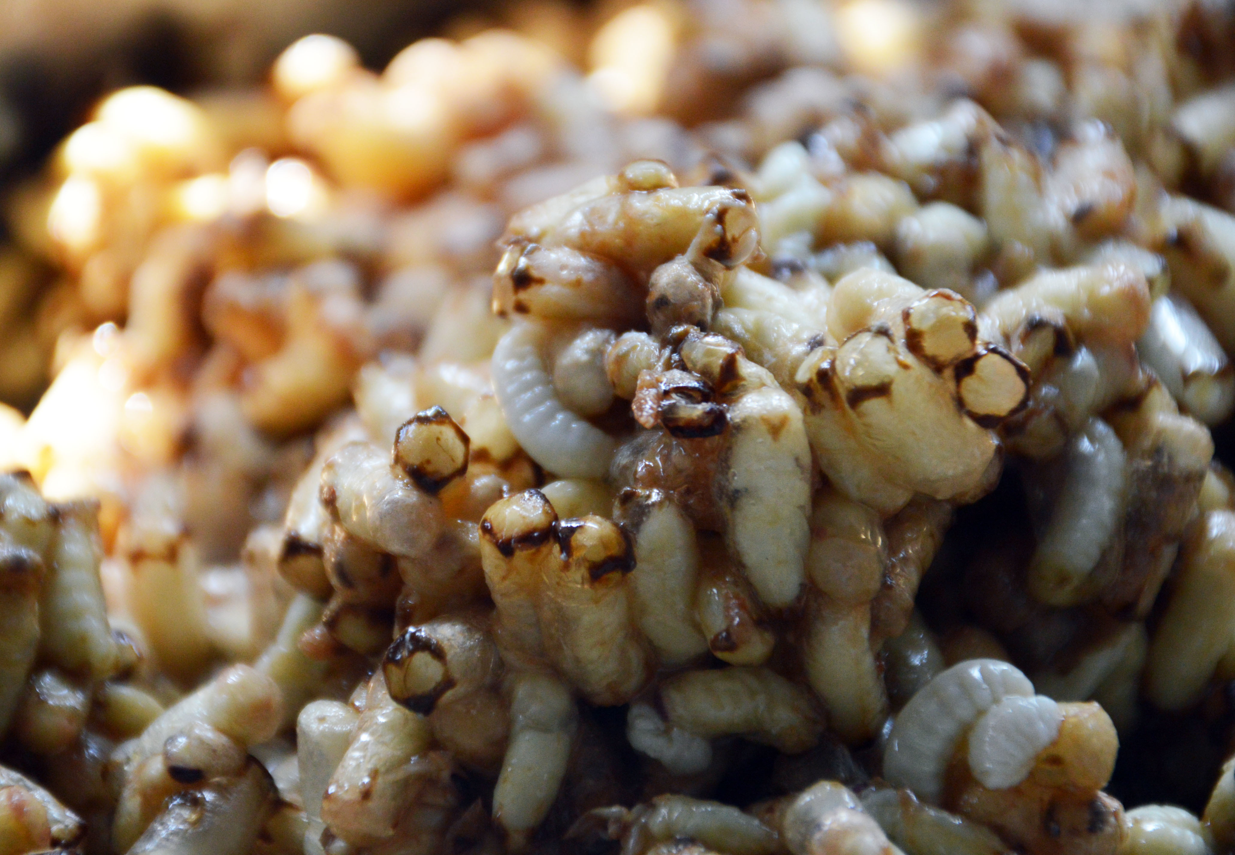 Đặc sản xứ U Minh: nhộng ong, nhìn phát sợ nhưng ăn là ghiền