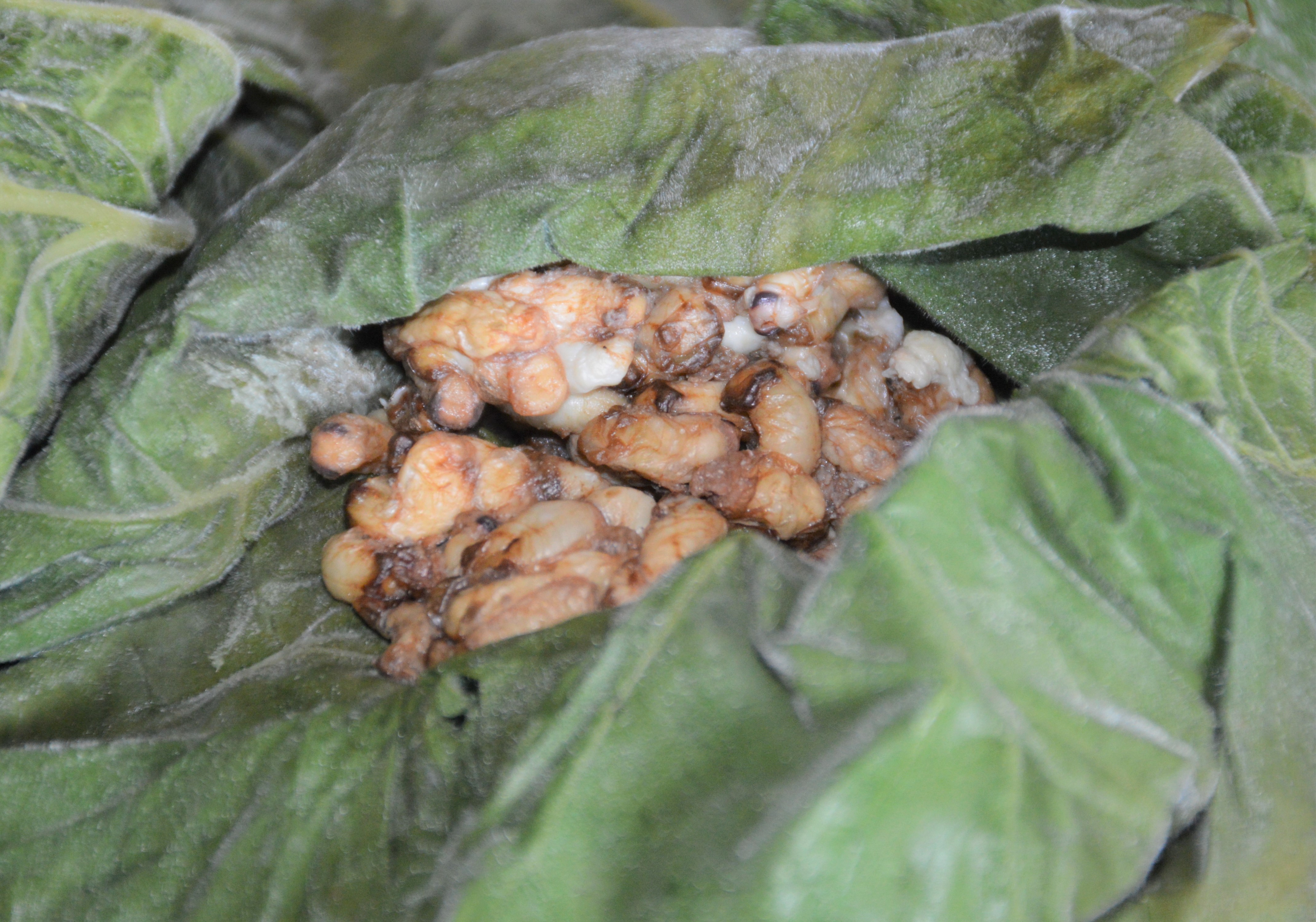 Đặc sản xứ U Minh: nhộng ong, nhìn phát sợ nhưng ăn là ghiền