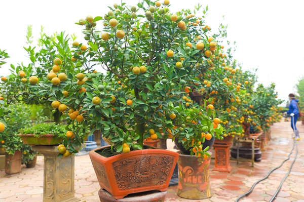 Tu Lien kumquat trees popular ahead of Tet