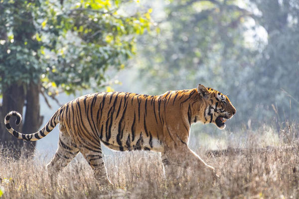 'Tết con hổ, hãy nói không với cao hổ cốt'