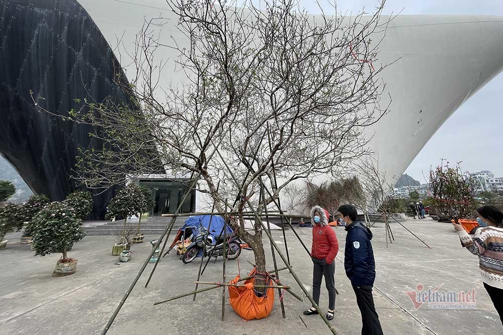 Cây đào cổ 50 tuổi bán đấu giá gần 2 cây vàng ở chợ hoa Tết Hạ Long