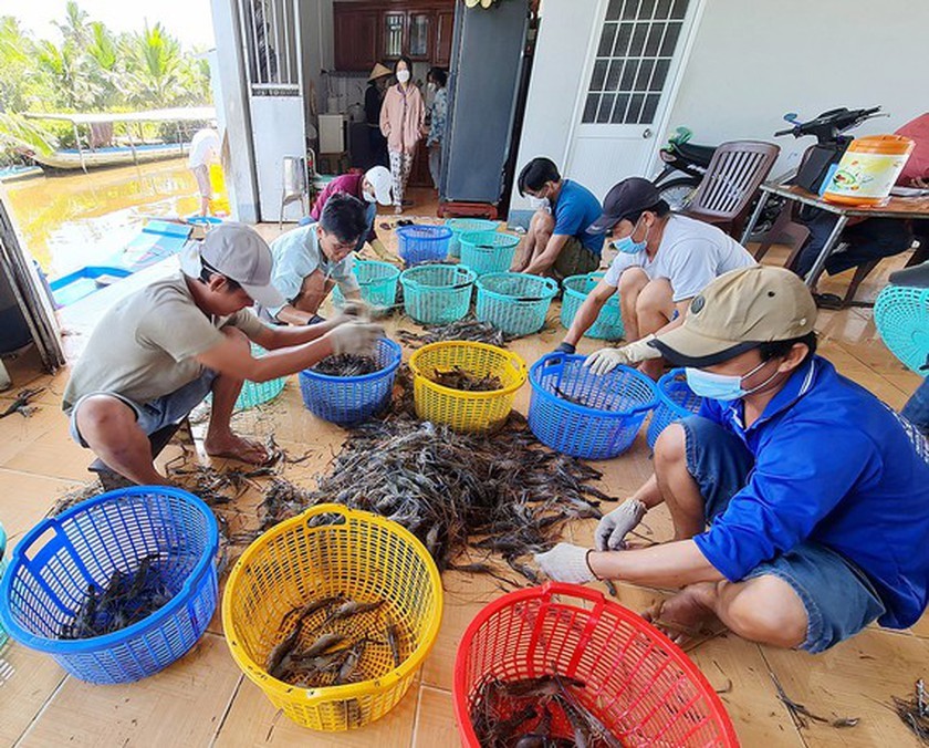 Rice-shrimp production has good harvest, high prices