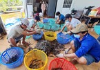 Rice-shrimp production has good harvest, high prices