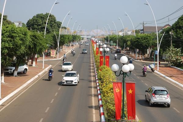 Ngắm đường hoa mai “độc nhất vô nhị” trên dải phân cách ở Bà Rịa - Vũng Tàu