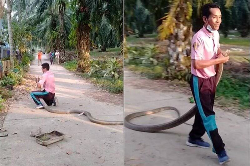 Xem người đàn ông tay không bắt rắn hổ mang chúa nặng 10kg