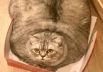 Chủ của chú mèo 'mập nhất thế giới' bị tố để thú cưng quá béo