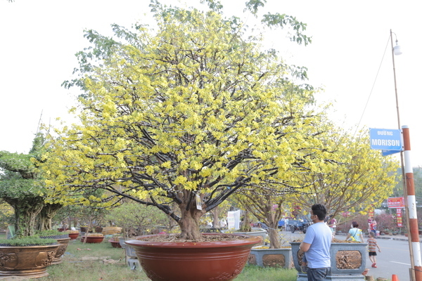 'Cụ' mai vàng giá 4 tỷ đồng, nổi nhất chợ hoa Xuân ở TP.HCM