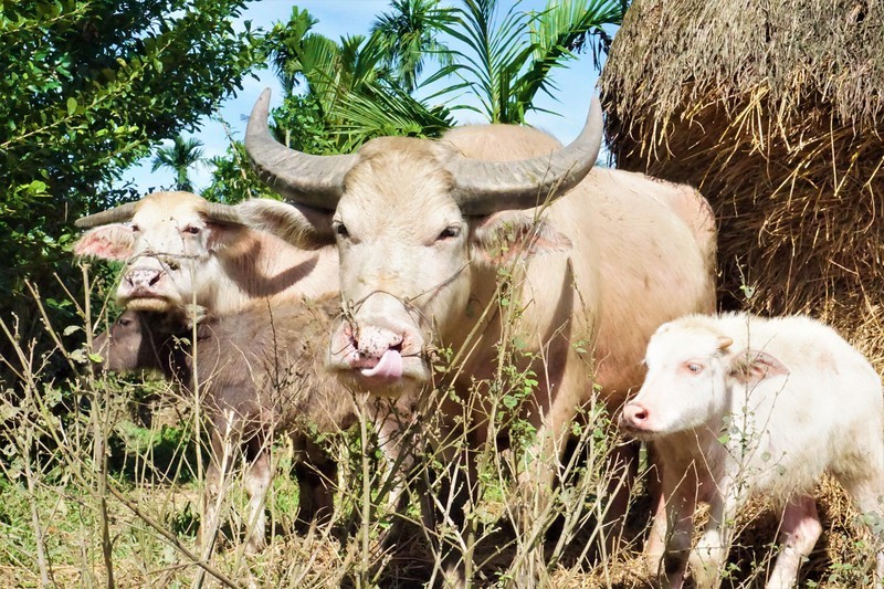 Đàn trâu trắng muốt từ đầu đến chân, được định giá gần 200 triệu đồng ở Quảng Nam