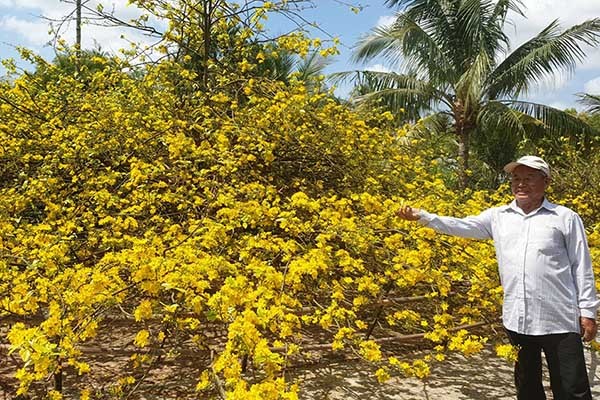 The most special yellow apricot trees in Vietnam