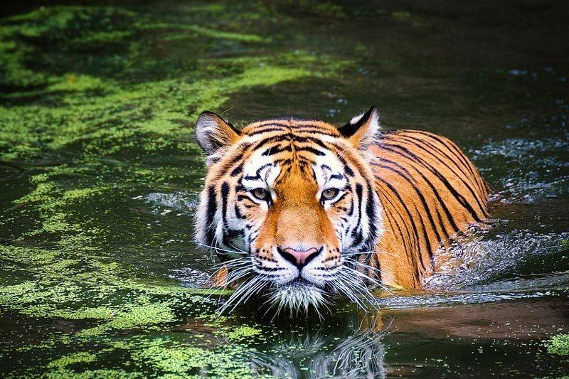 Lý do hổ không sợ nước, bơi cực giỏi