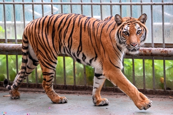 Những người chăm sóc hổ xuyên Tết