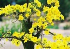 Yellow apricot blossom – a symbol of Tet in Vietnam