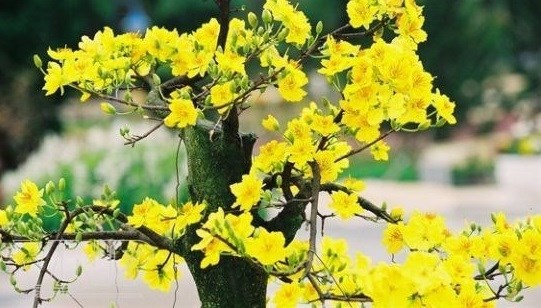 Yellow apricot blossom – a symbol of Tet in Vietnam