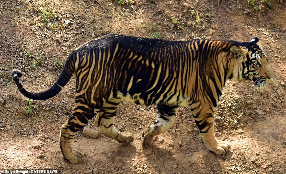 Hãy tìm hiểu về sự đẹp đen tối của hổ đen thông qua những bức ảnh đầy ấn tượng. Hổ đen được biết đến như là một trong những động vật hoang dã toàn cầu và đáng sợ nhất. Hãy cùng chiêm ngưỡng những hình ảnh tuyệt đẹp về hổ đen trong thiên nhiên hoang dã.