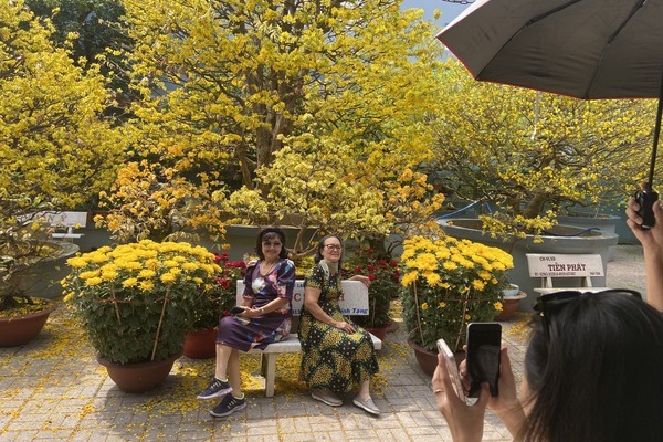 An Giang has the oldest yellow apricot tree in Vietnam