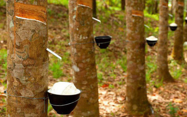 10 biggest import markets increase purchase of Vietnamese rubber