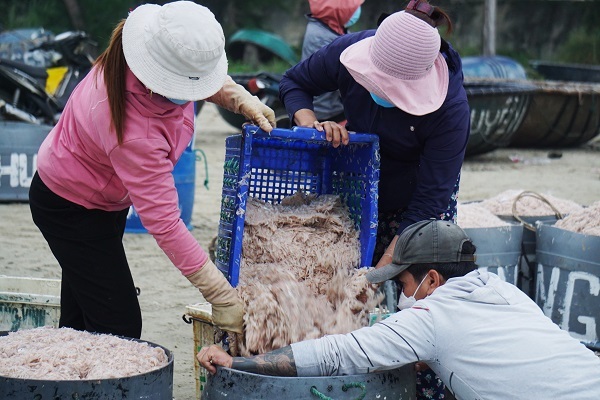 Trúng đậm ruốc biển đầu năm, ngư dân kiếm tiền triệu mỗi ngày