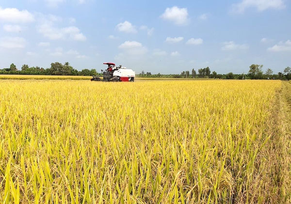 Measures for helping Mekong Delta farmers break the stranglehold of rice paddy